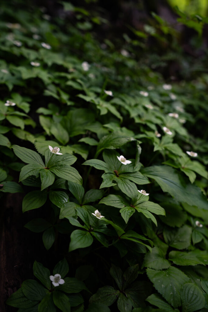羽音と稜線 DSC3877 683x1024