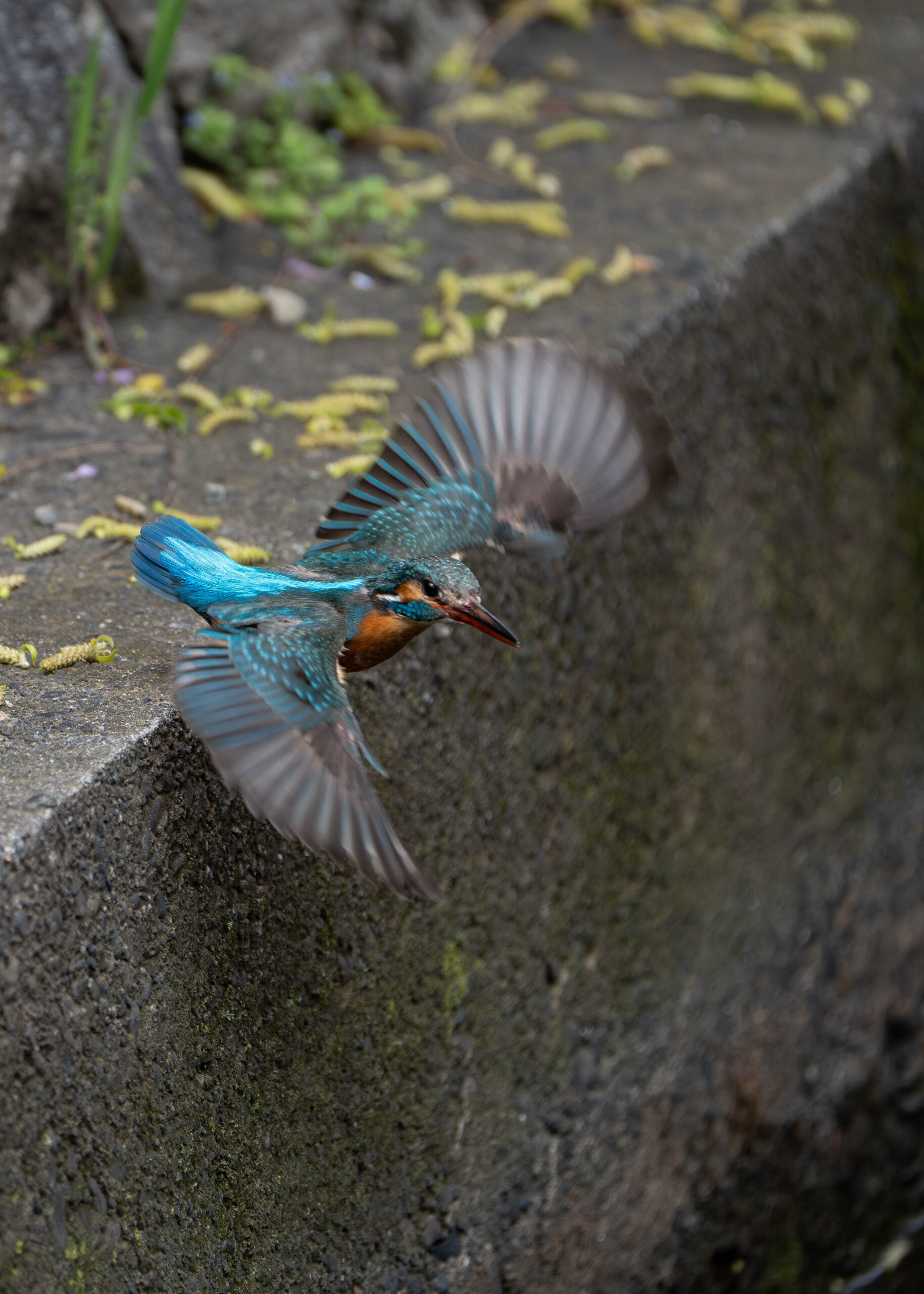 カワセミ