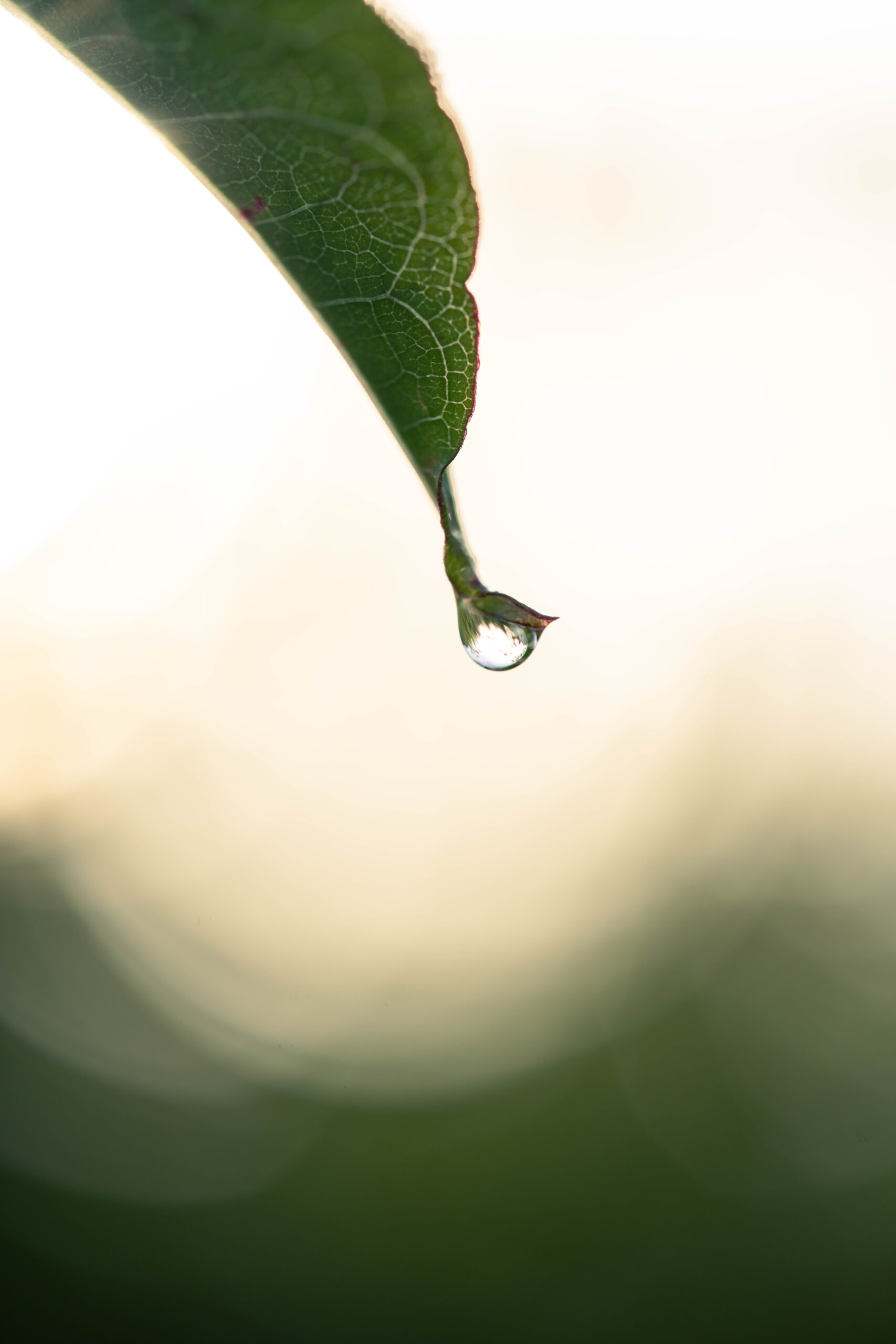 雫