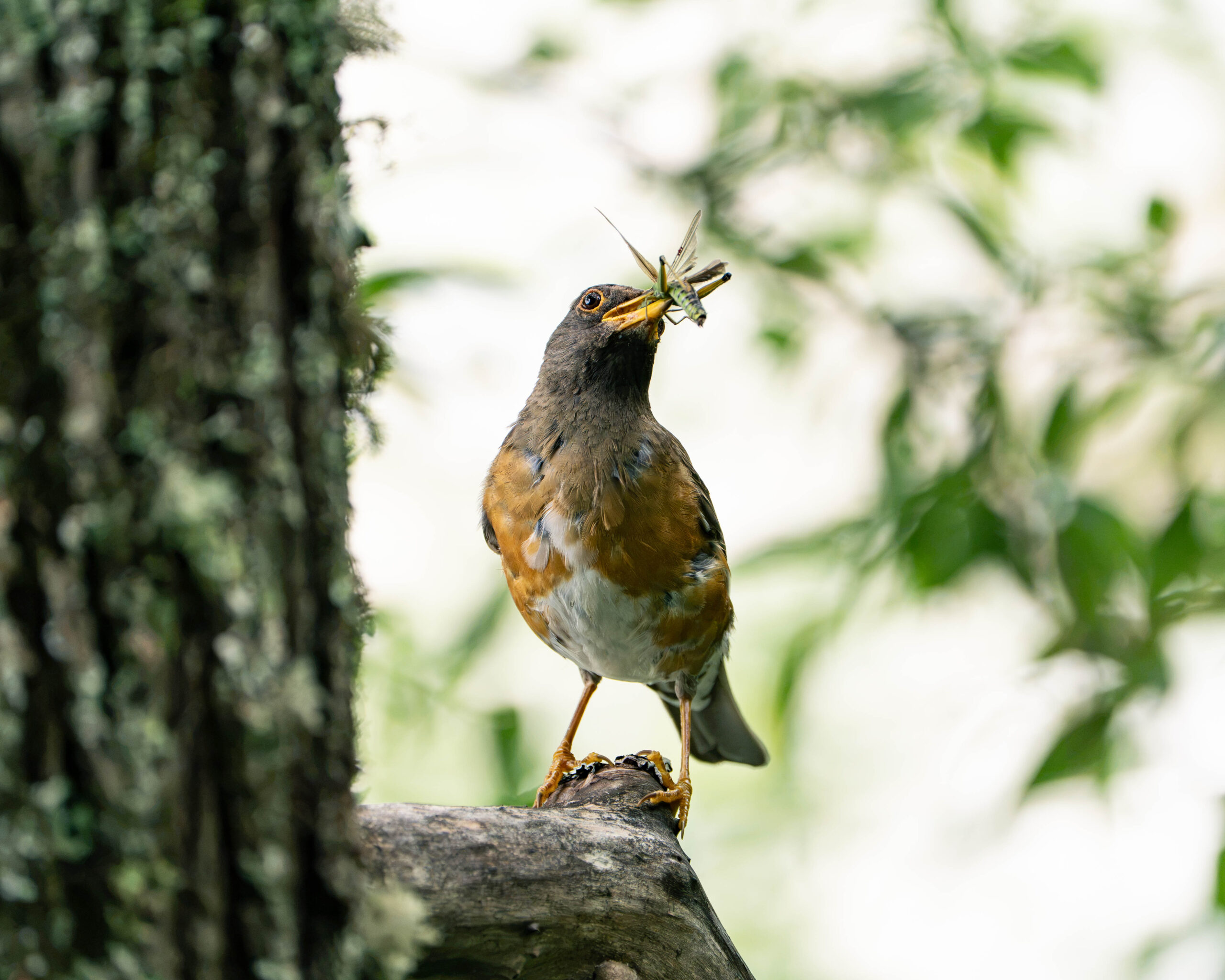 アカハラ