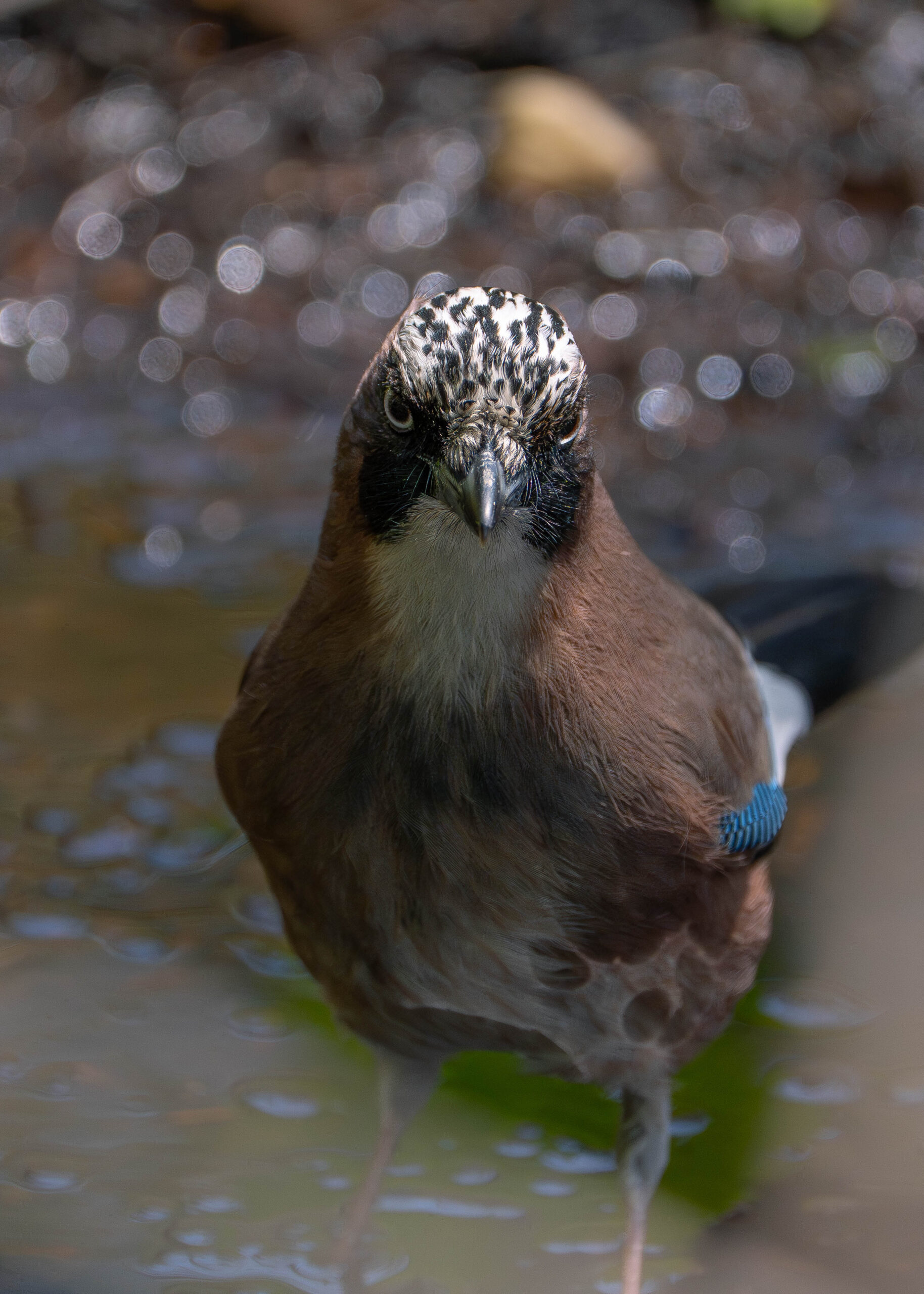 カケス